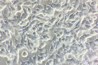 Microscopy images from the SIGMAZOLE laboratory